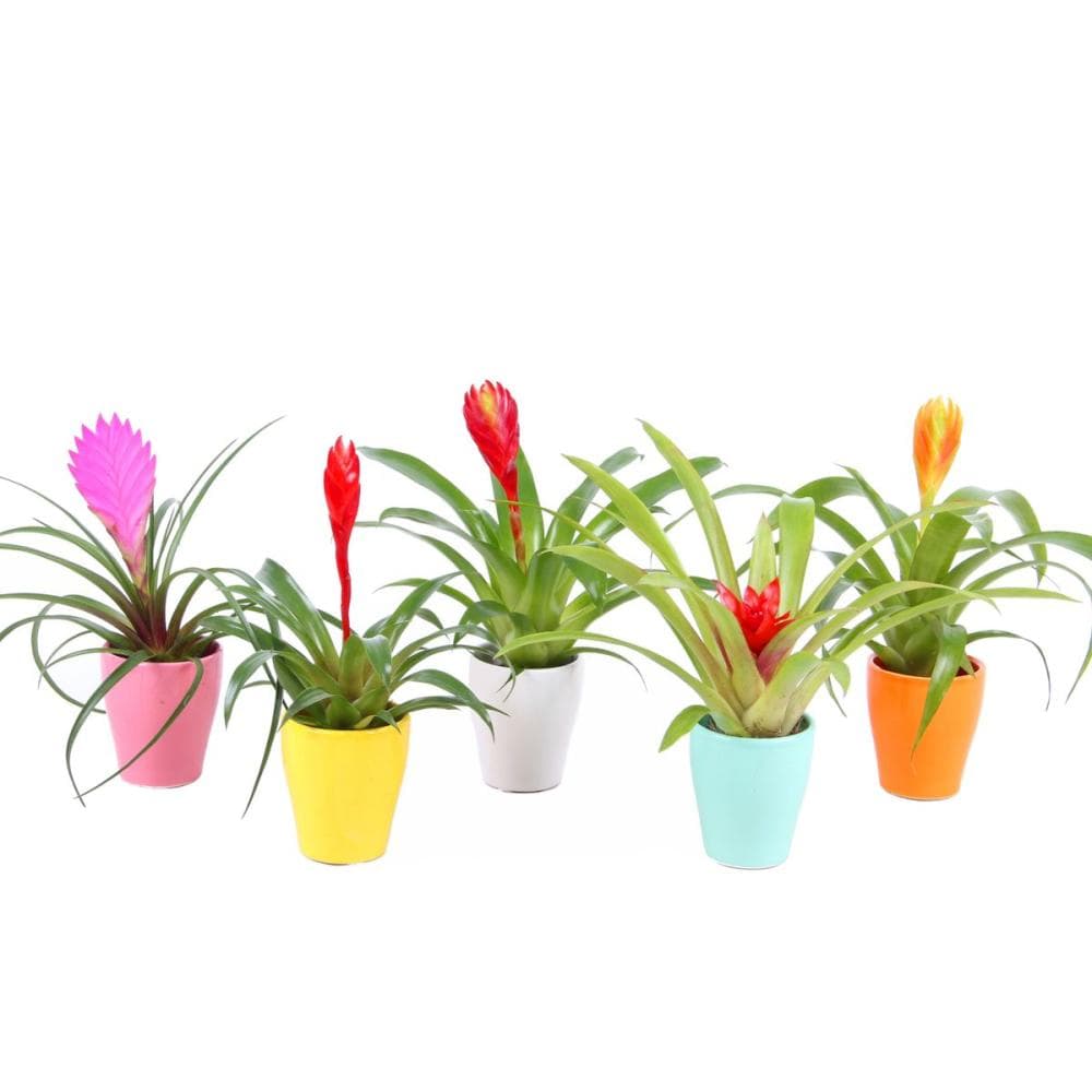 Cvijet Bromelia mix promjera 12 cm Akcija u trgovini KTC