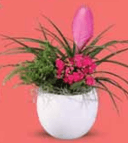 Bromelija