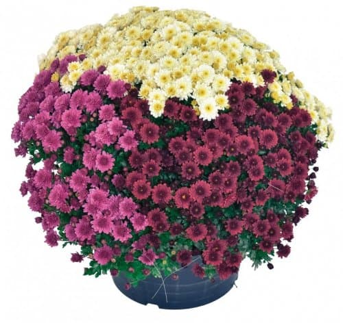 Krizantema Multiflora Trixi Ø 20 cm, 1 kom Akcija u trgovini Spar