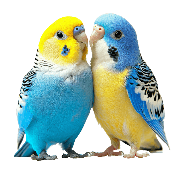 Kategorija proizvoda Ostali ljubimci