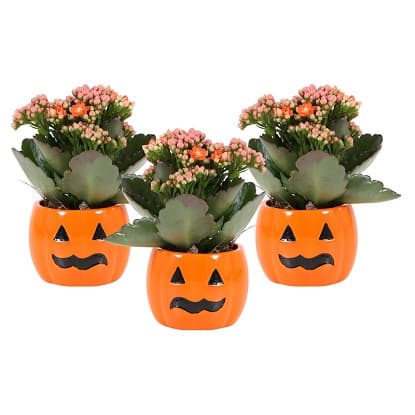 Kalanhoa Halloween Ø 12 cm Akcija u trgovini Spar