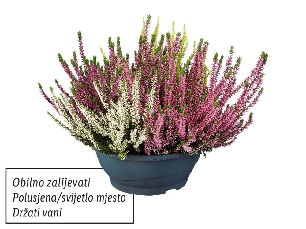 Vrijesak Akcija u trgovini Lidl