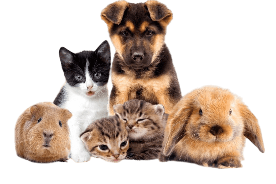 Kategorija proizvoda Kućni ljubimci