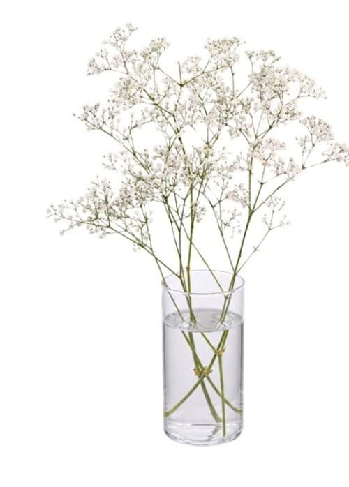Rezano cvijeće Gypsophila Akcija u trgovini Lidl