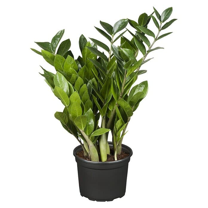 Zamioculcas Komad Akcija u trgovini Lidl