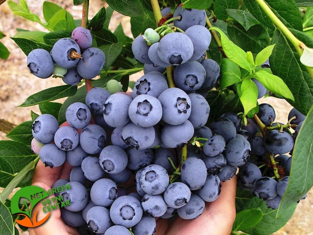 Sadnica američke borovnice Akcija u trgovini Pevex