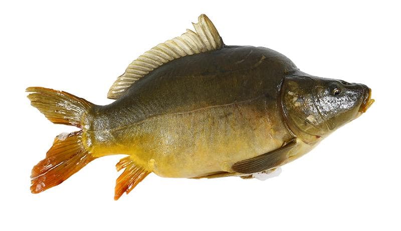 PP Orahovica šaran cca. 1,5 - 2 kg Akcija u trgovini Kaufland