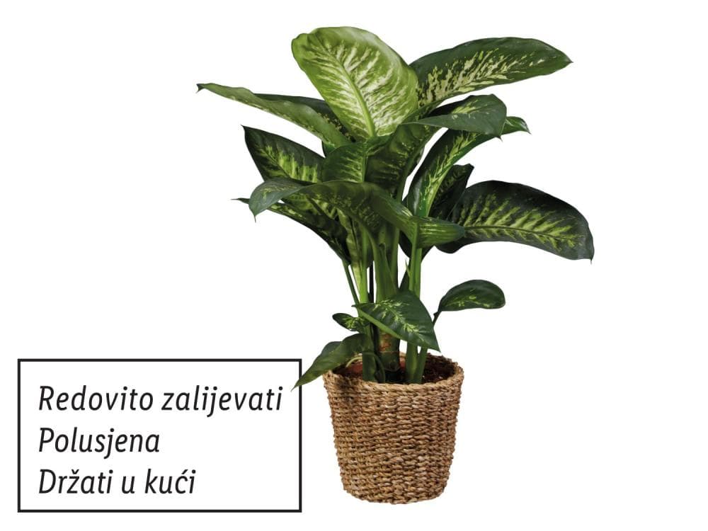 Zeleni mix u pletenoj tegli cca 70-100 cm Akcija u trgovini Lidl