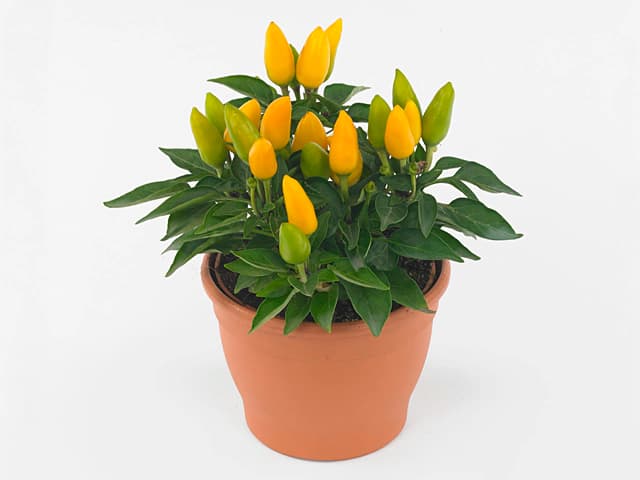 Capsicum ornamenties kom Akcija u trgovini Konzum