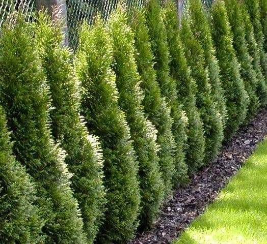Thuja smaragd komad Akcija u trgovini Plodine
