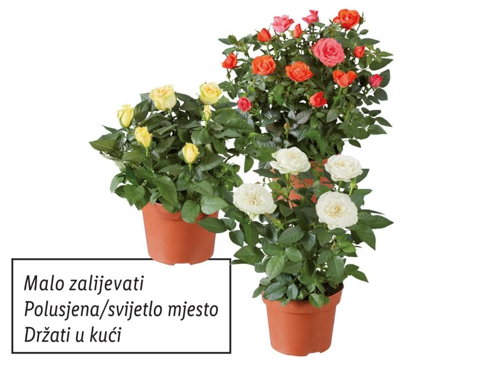 Ruža lončanica Akcija u trgovini Lidl