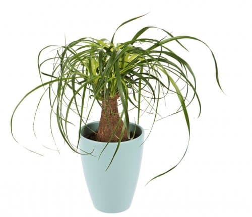 Beaucarnea - Slonova noga 1 kom Akcija u trgovini Kaufland