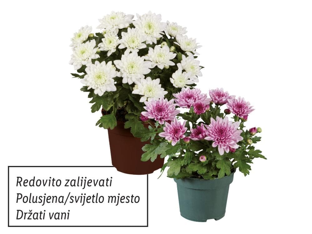 Krizantema multiflora tri-mix Visina: cca 35 cm, Promjer: cca 20 cm Akcija u trgovini Lidl