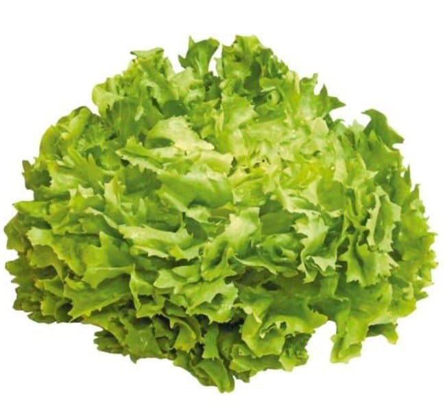 Domaća salata endivija komad Akcija u trgovini Kaufland