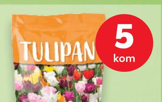 Green Garden lukovice cvijeća Tulipan 5 kom Akcija u trgovini Kaufland