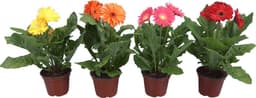Gerbera Mix