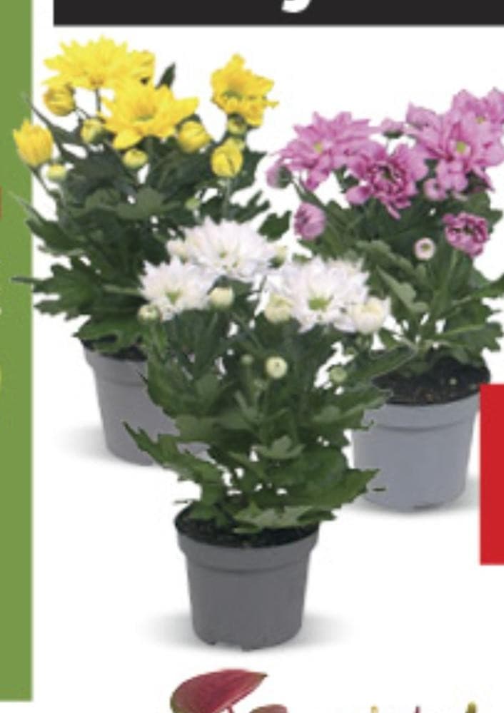 Krizantema Trio posuda promjera 12 cm Akcija u trgovini Kaufland