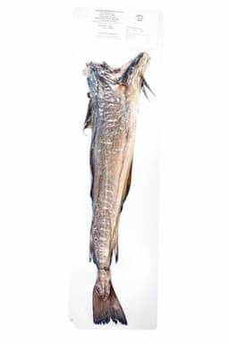 Atlantski bakalar
