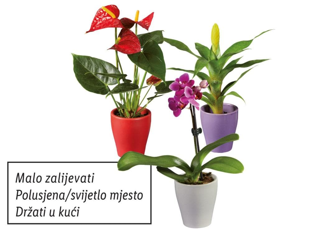 Mini sobno bilje mix Akcija u trgovini Lidl