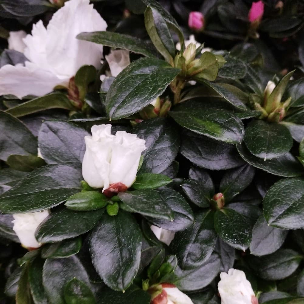 Azalea Stablašica Ø 12 cm, visina 40 cm Akcija u trgovini Plodine