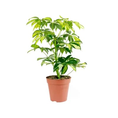 Schefflera 1 kom Akcija u trgovini Kaufland