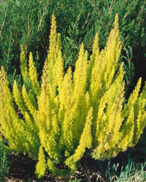 Erica Arborea 20 cm Akcija u trgovini Vinkoprom