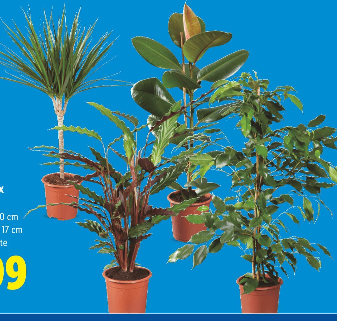 Zeleni mix cca 90 cm Akcija u trgovini Lidl