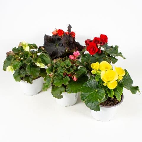 Cvijet begonia elatior mix promjera 14 cm Akcija u trgovini KTC
