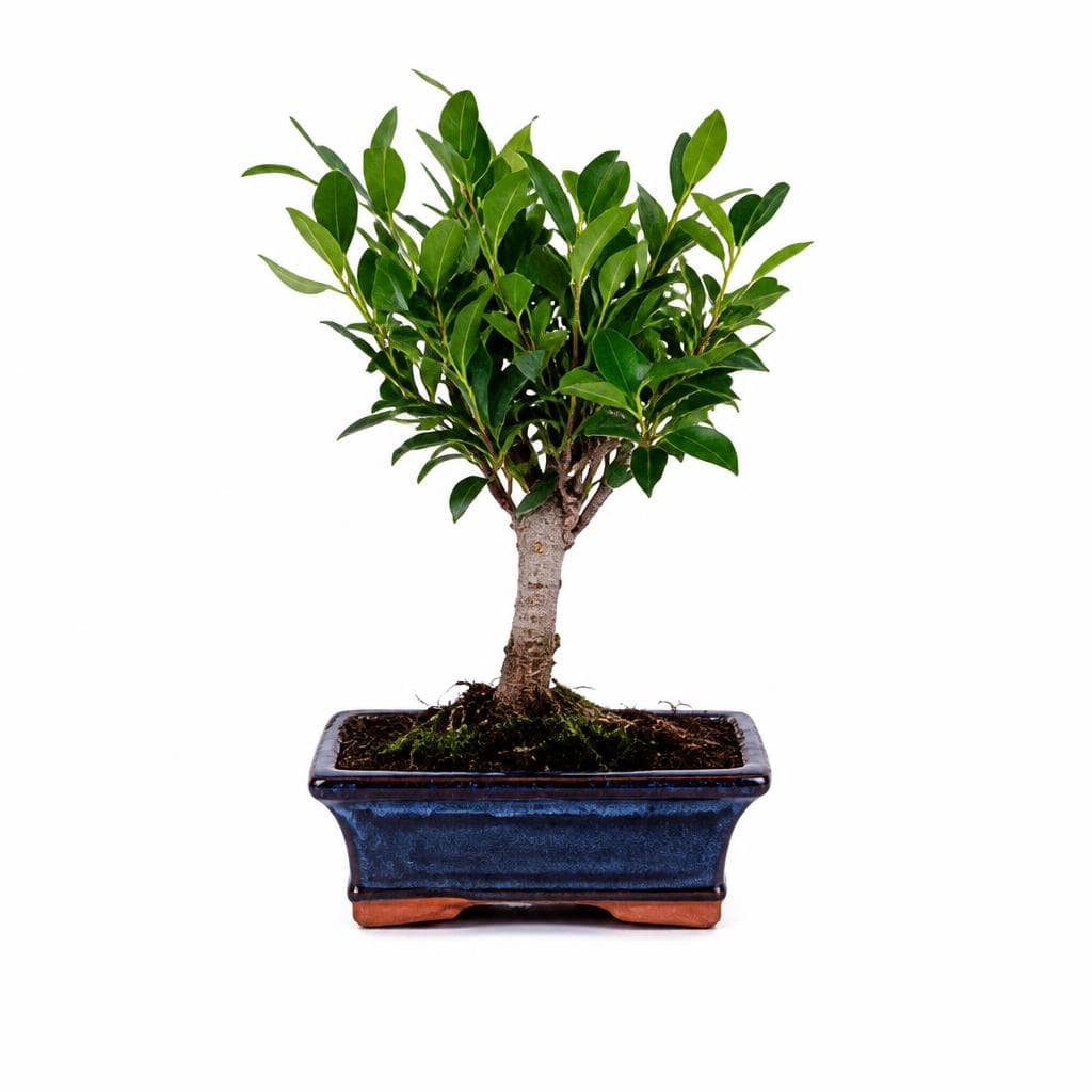 Bonsai 1 kom Akcija u trgovini Kaufland