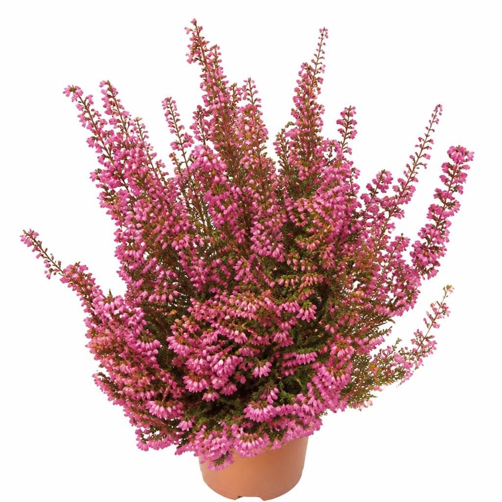 Erica Beauty Queens 11 cm Akcija u trgovini Kaufland