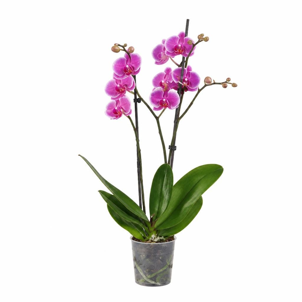 Orhideja phalaenopsis Komad Akcija u trgovini Lidl