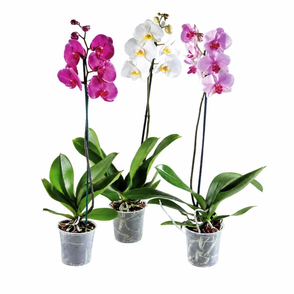 Orhideja phalaenopsis Akcija u trgovini Lidl
