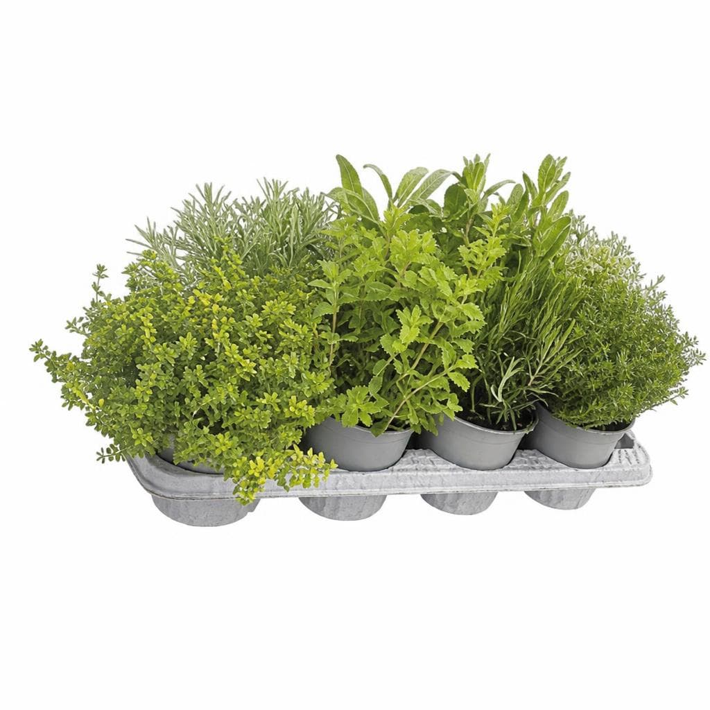 Aromatično bilje mix promjera 14 cm Akcija u trgovini KTC