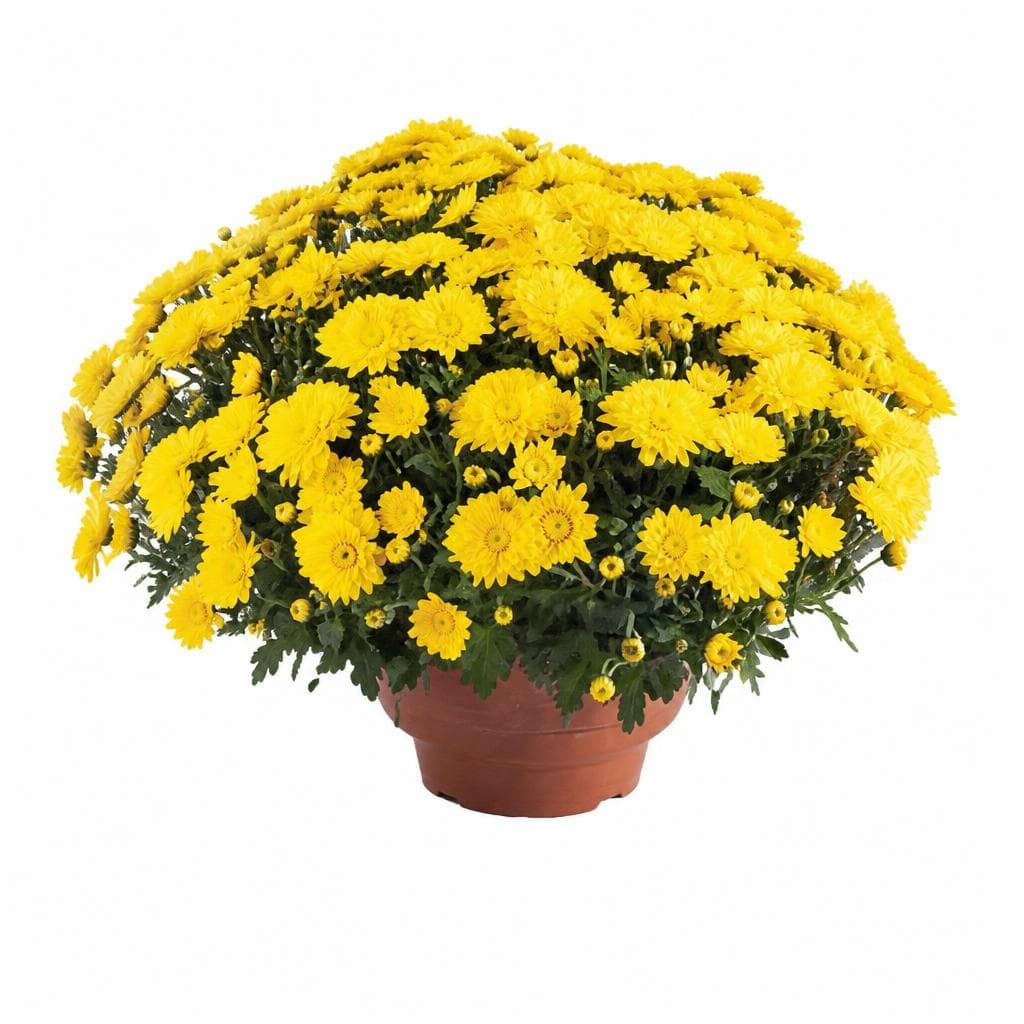 Krizantema multiflora tegla promjera 23 cm Akcija u trgovini Kaufland