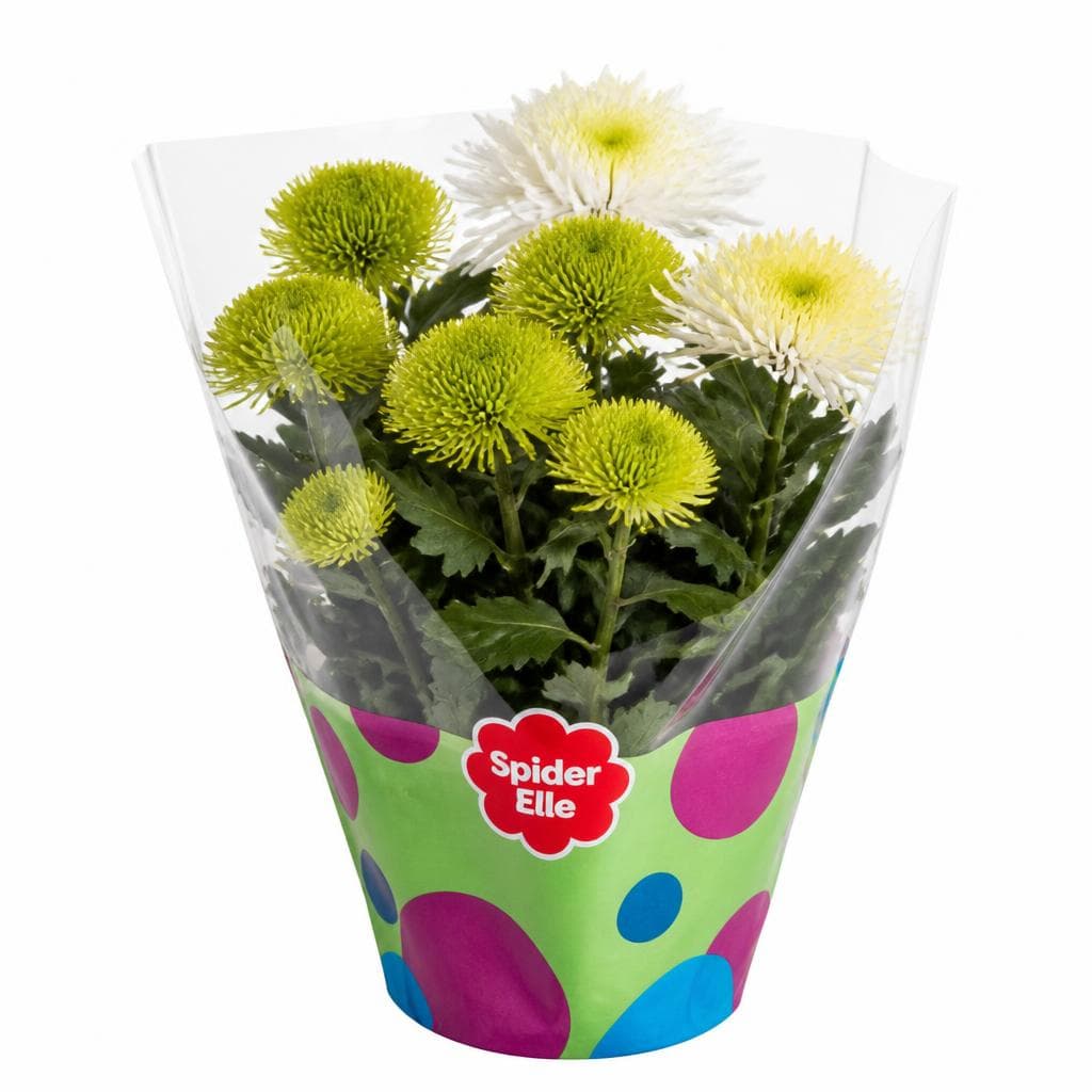 Krizantema Spider Elle Fleur Ø 14 cm, 1 kom Akcija u trgovini Spar