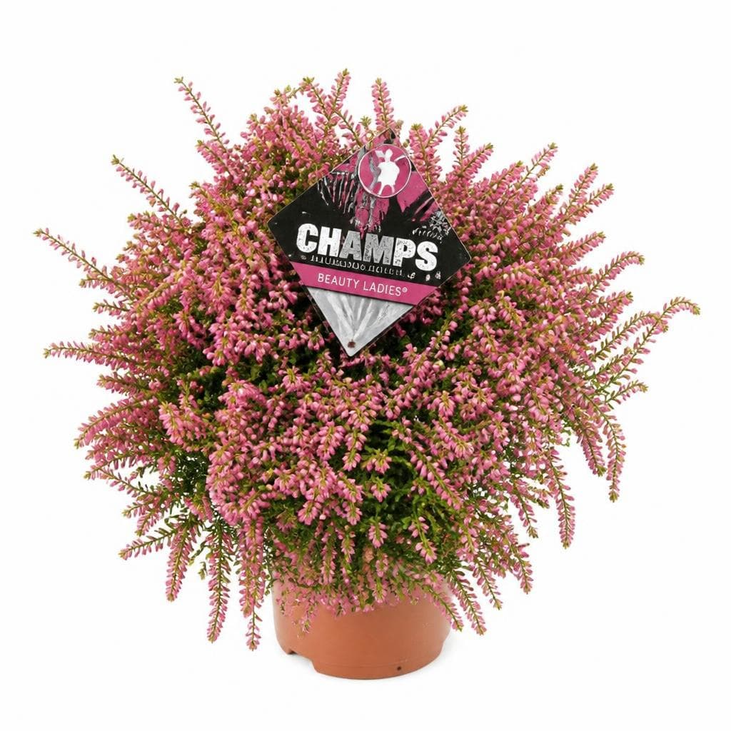 Vrijesak BL Champs 14 cm Akcija u trgovini Kaufland