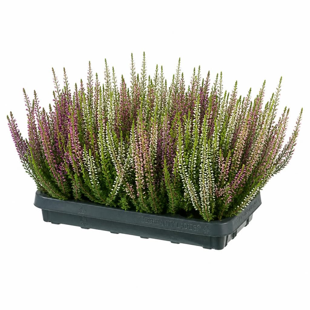 Calluna vulg Beauty Girls 30 cm Akcija u trgovini Vinkoprom