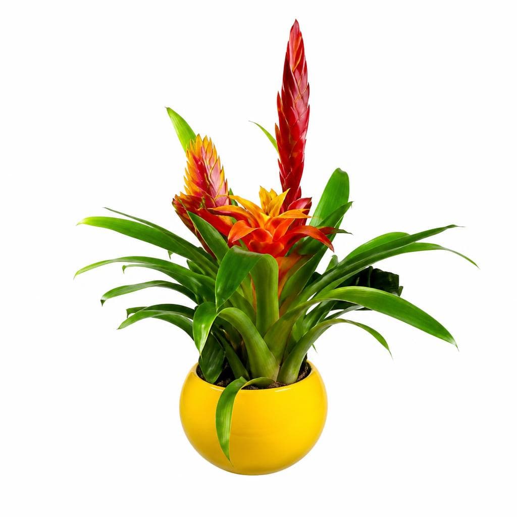 Bromelia za kom Akcija u trgovini Eurospin