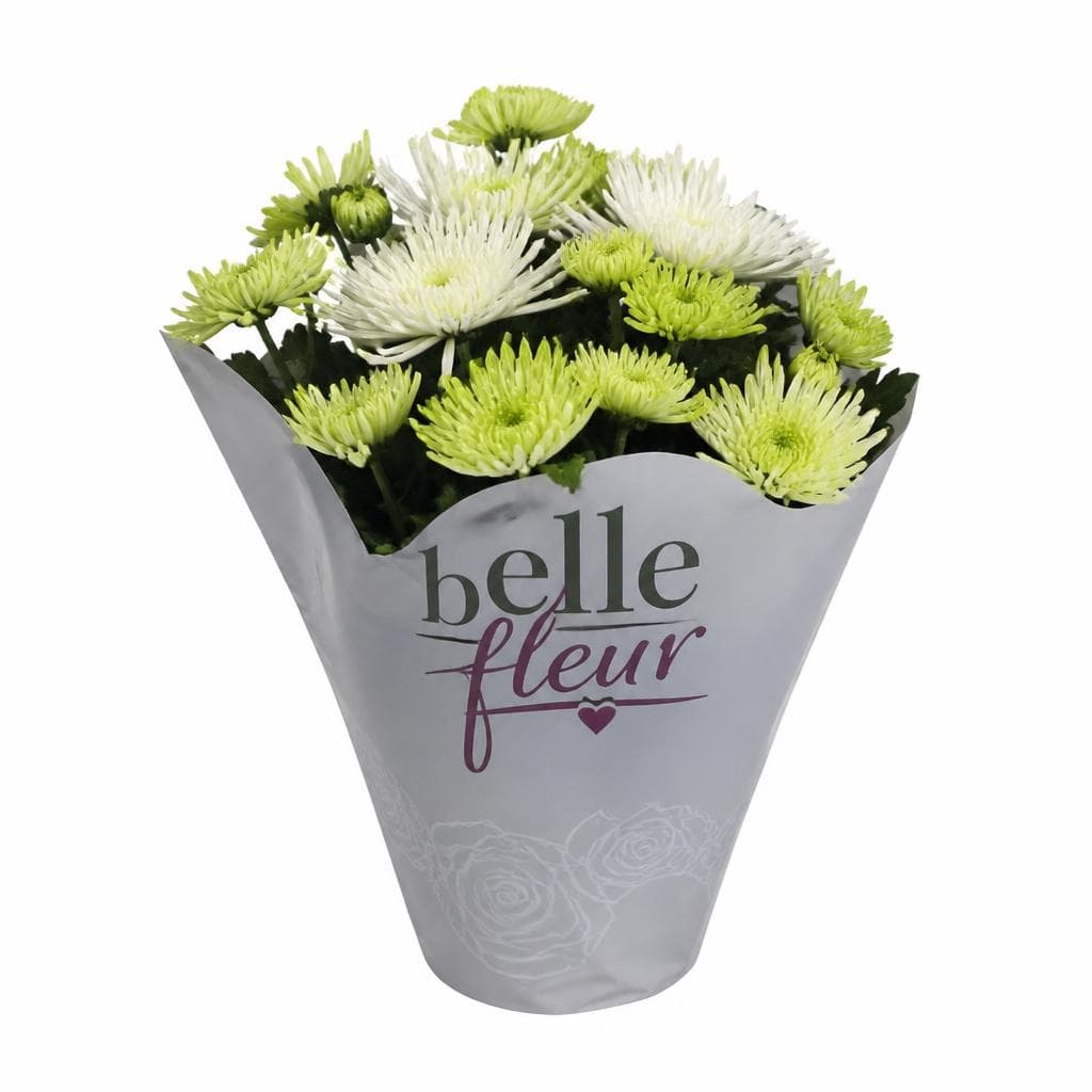 Krizantema Spider Elle Fleur Ø 14 cm Akcija u trgovini Spar