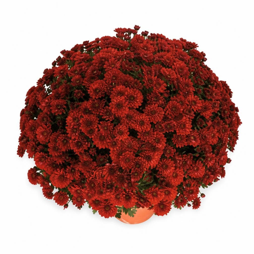 Krizantema multiflora Ø 20 cm Akcija u trgovini Spar