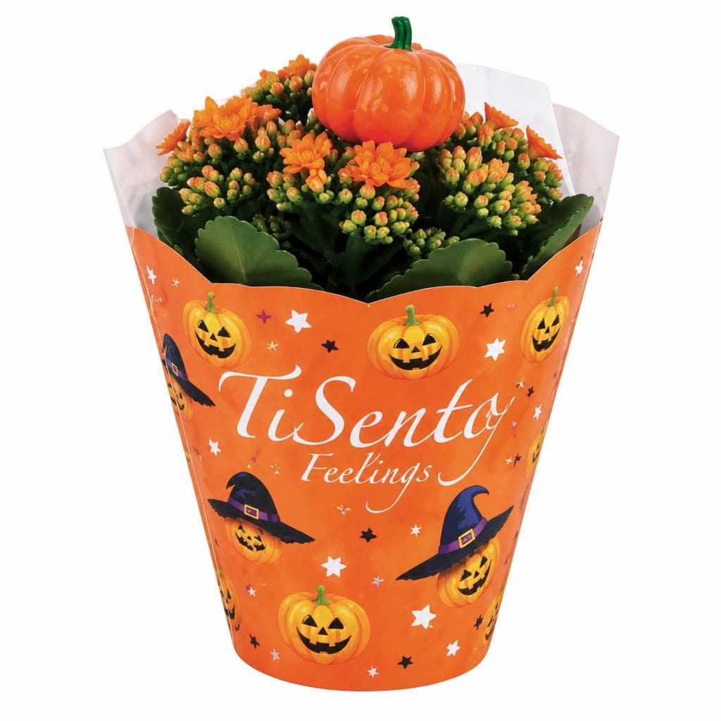 Kalanchoa Halloween TiSento Feelings Akcija u trgovini Plodine