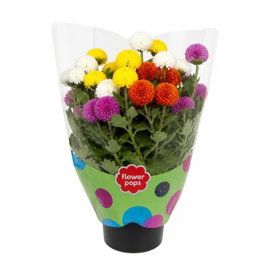 Krizantema Flower Pops Ø 14 cm, 1 kom Akcija u trgovini Spar