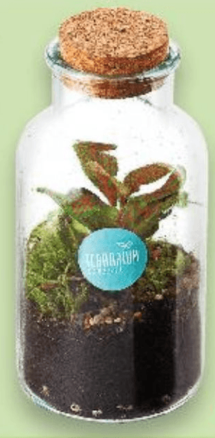 Biljni terarij - Akcija u trgovini Kaufland