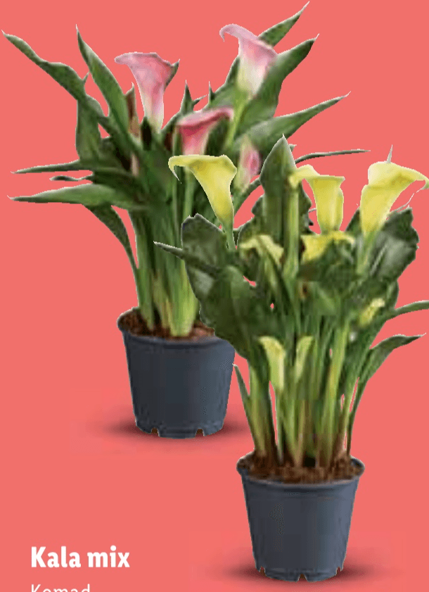 Kala mix - Akcija u trgovini Lidl