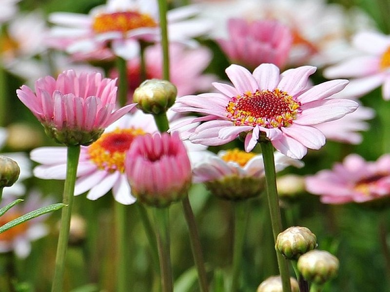 Kanarska ivančica - Akcija u trgovini Bauhaus