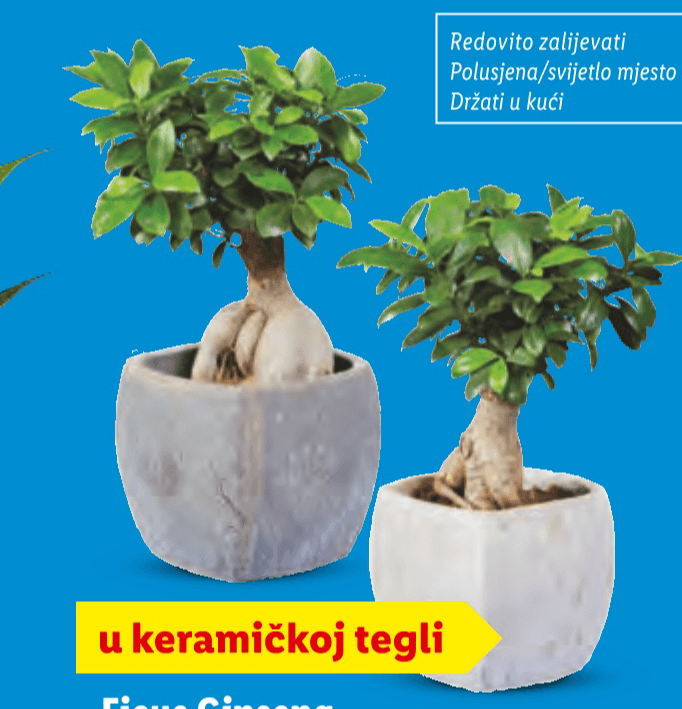 Ficus Ginseng Komad - Akcija u trgovini Lidl