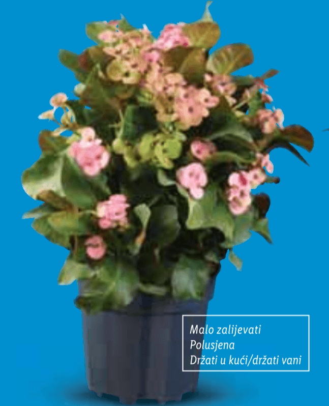Euphorbia - Akcija u trgovini Lidl