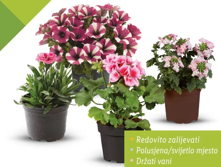 Karanfil dianthus ili Pelargonija peltatum - Akcija u trgovini Lidl