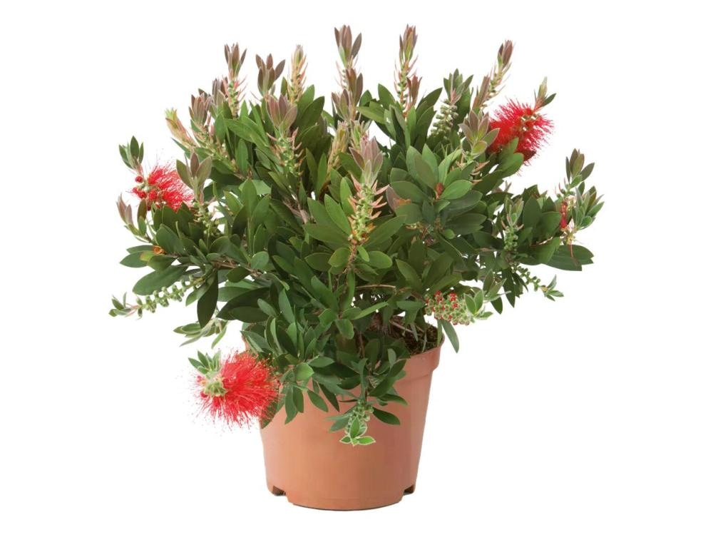 Četkovac (Kalistemon) - Akcija u trgovini Lidl