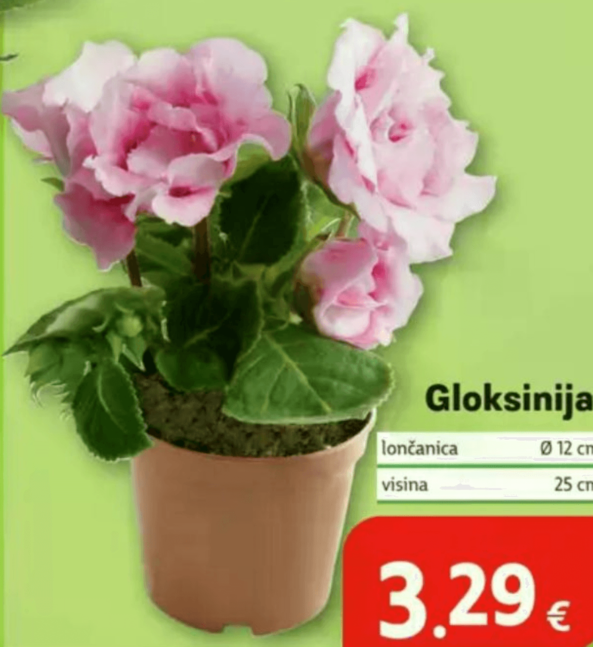 Gloksinija - Akcija u trgovini Plodine